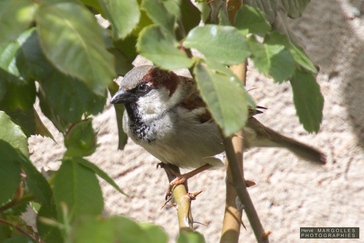 Moineau Domestique-03.jpg